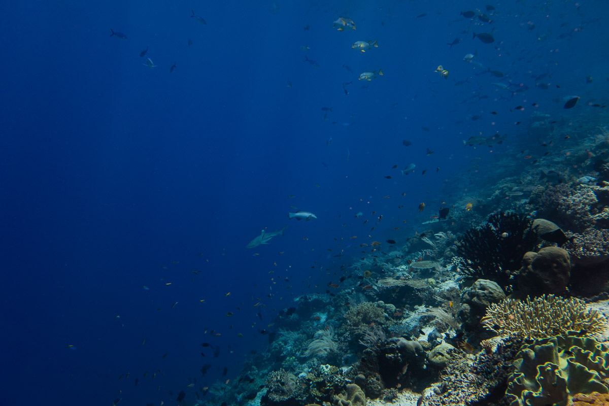 Blacktip-Reefshark -Raja Ampat- 20141018 122758 UW 06063