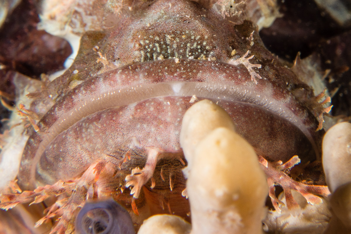 Scorpionfish -Raja Ampat- 20141009 092720 UW 02726