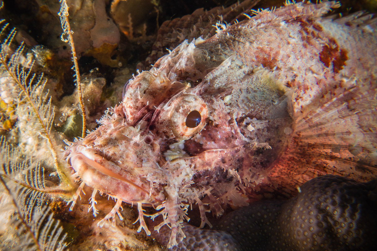 Scorpionfish -Raja Ampat- 20141010 092848 UW 02982