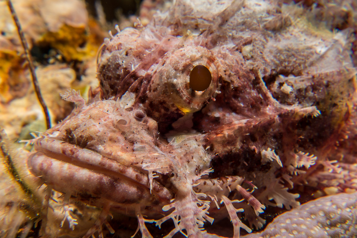 Scorpionfish -Raja Ampat- 20141010 092954 UW 02985