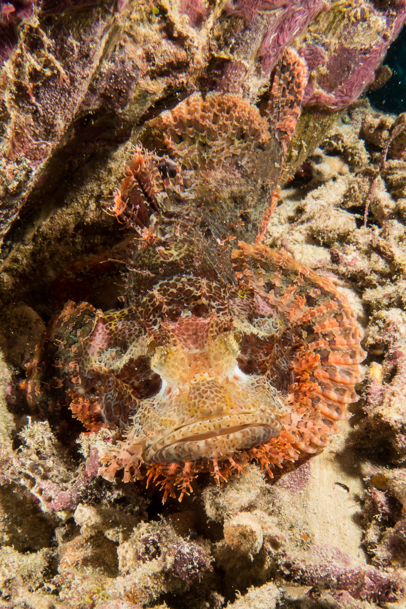 Scorpionfish -Raja Ampat- 20141011 101838 UW 03314