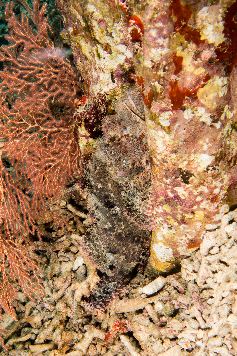 Scorpionfish -Raja Ampat- 20141011 102448 UW 03323