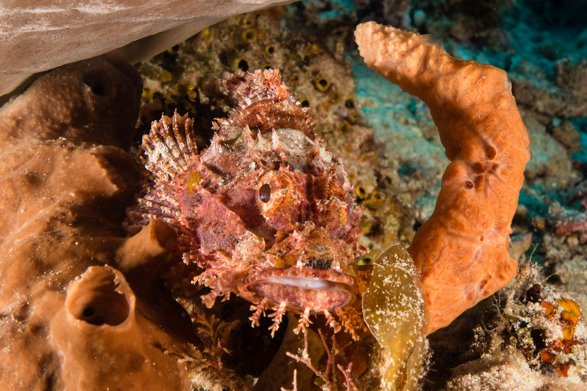 Scorpionfish -Raja Ampat- 20141018 090922 UW 05920