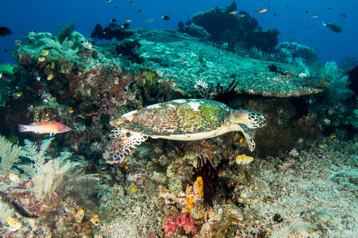 Sea turtle -Raja Ampat- 20141010 094646 UW 03009-A