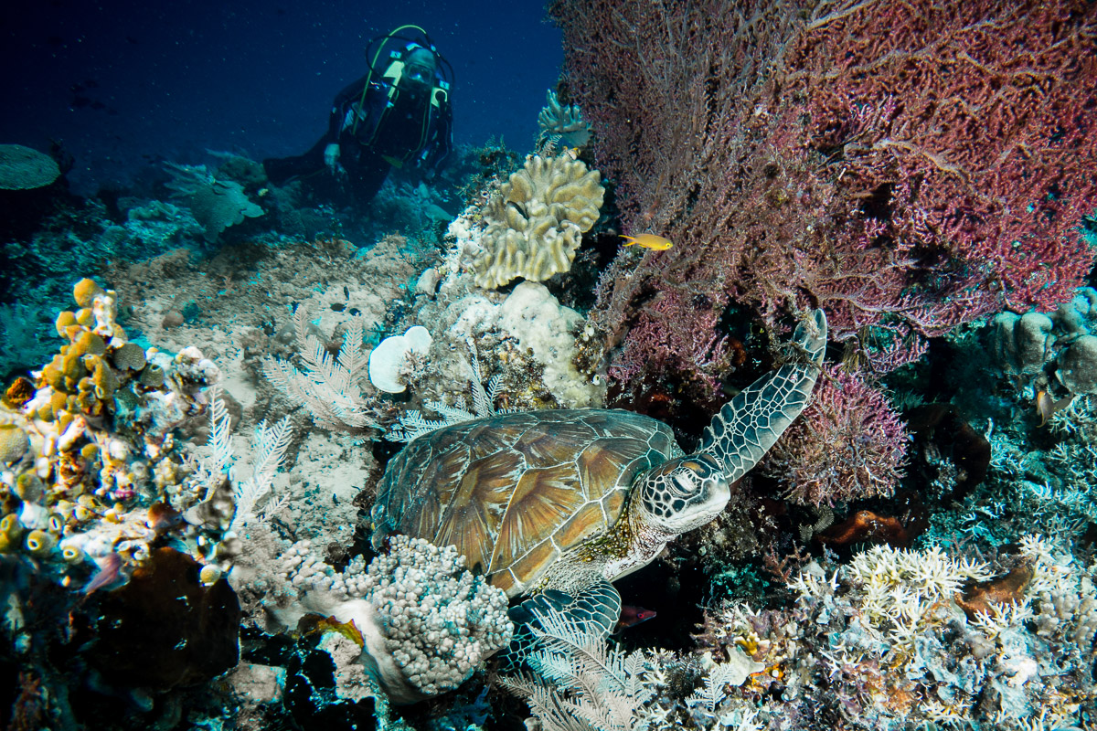 Sea turtle -Raja Ampat- 20141014 121211 UW 04391