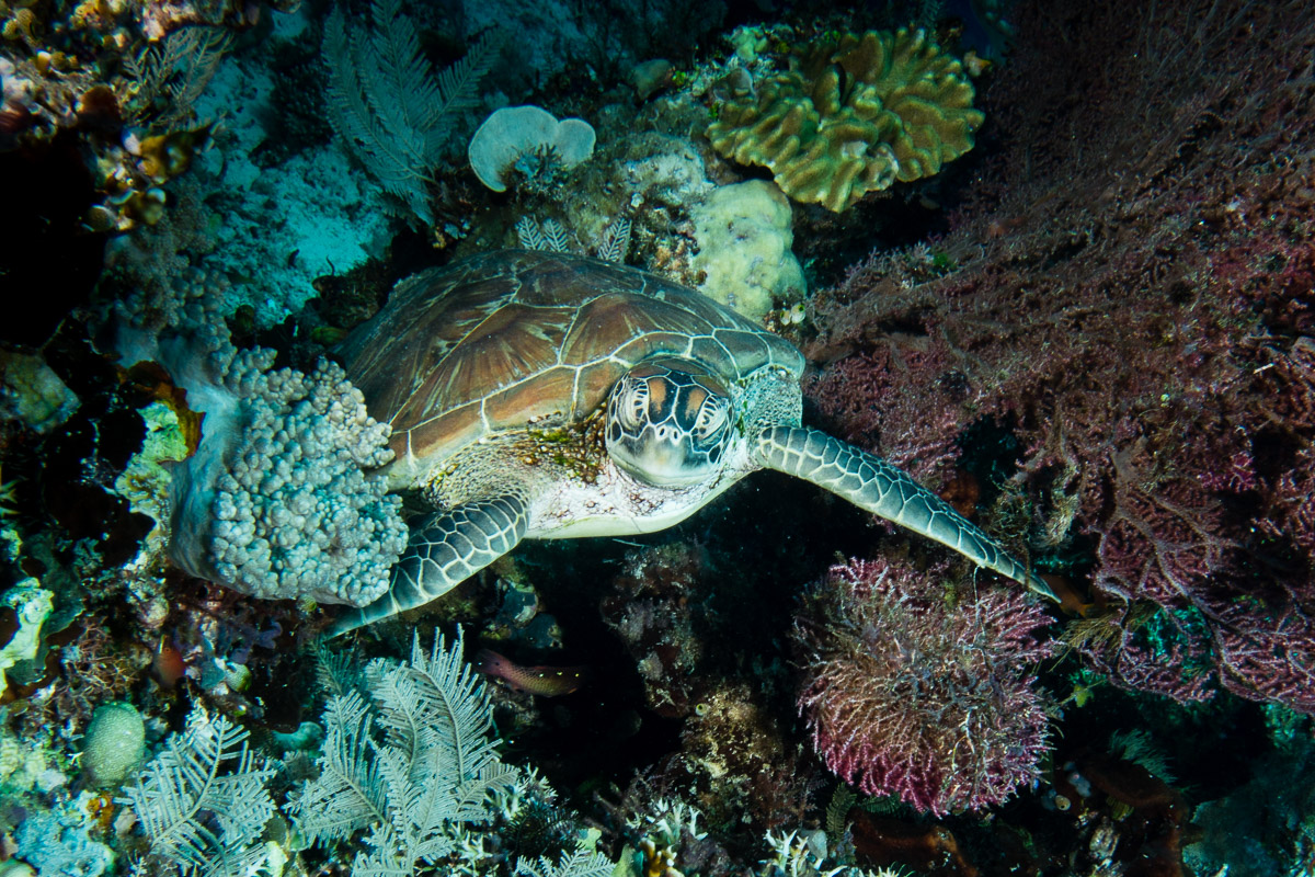 Sea turtle -Raja Ampat- 20141014 121225 UW 04392