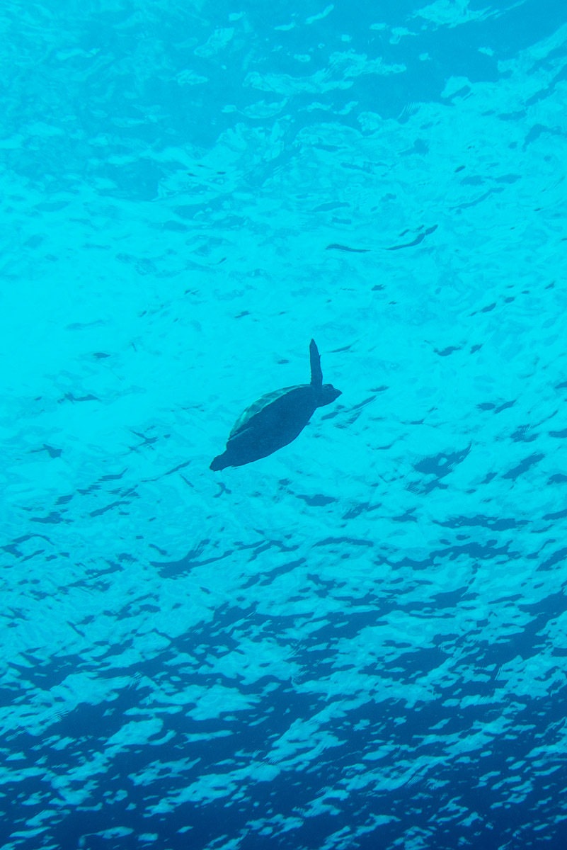 Sea turtle -Raja Ampat- 20141017 125824 UW 05679