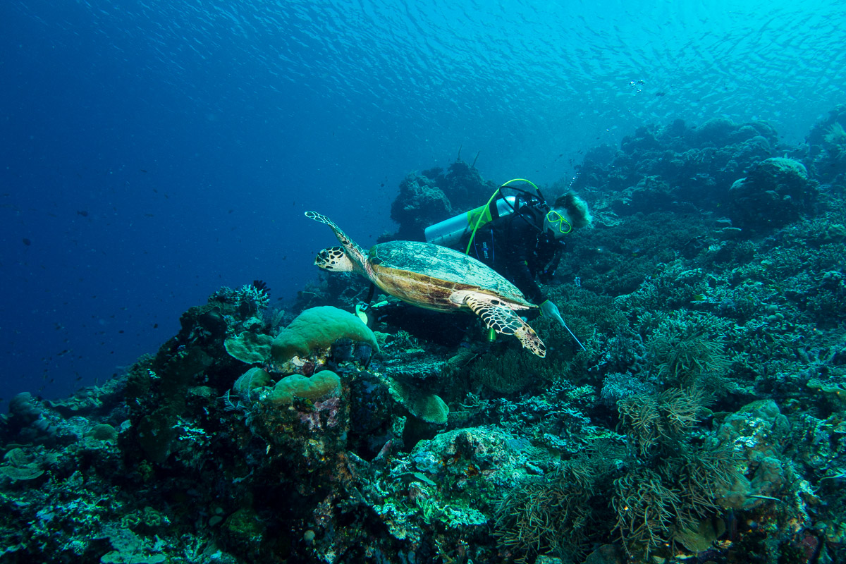 Sea turtle -Raja Ampat- 20141017 130132 UW 05695