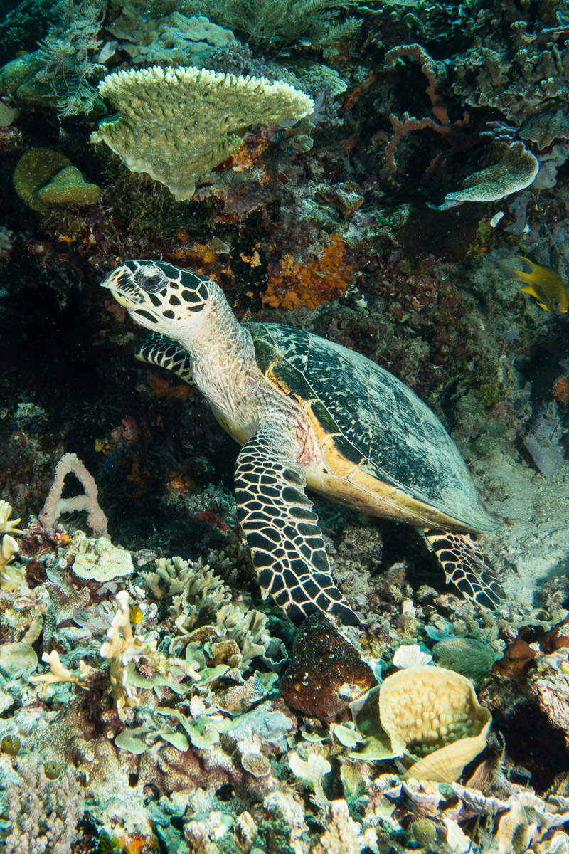 Sea turtle -Raja Ampat- 20141017 130324 UW 05700