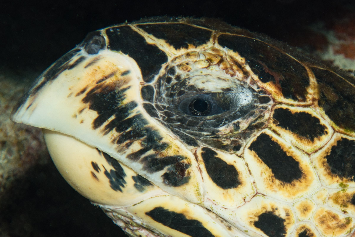 Sea turtle -Raja Ampat- 20141017 192029 UW 05764