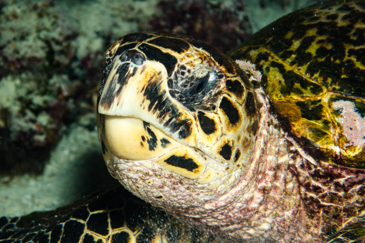 Sea turtle -Raja Ampat- 20141017 192108 UW 05767