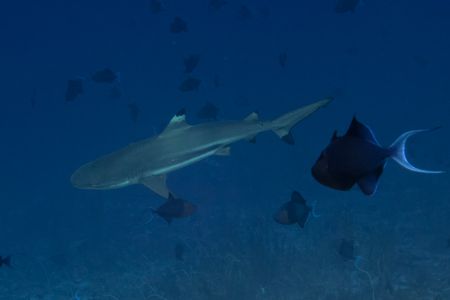 Blacktip-Reefshark -Raja Ampat- 20141018 123011 UW 06066