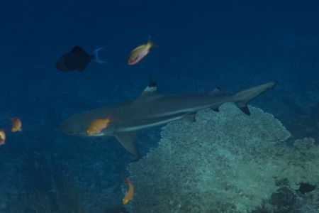 Blacktip-Reefshark -Raja Ampat- 20141018 123016 UW 06067