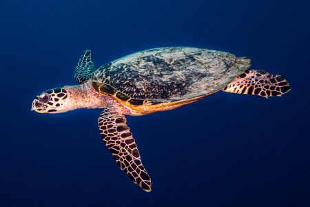 Sea turtle -Raja Ampat- 20141017 125925 UW 05681