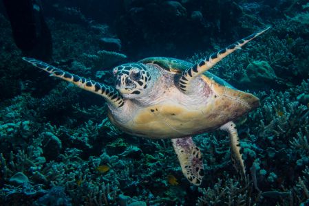 Sea turtle -Raja Ampat- 20141017 130005 UW 05687