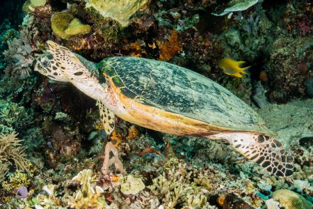 Sea turtle -Raja Ampat- 20141017 130329 UW 05701