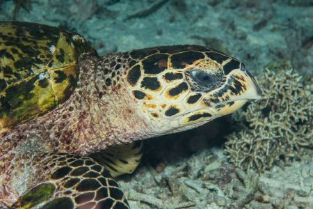 Sea turtle -Raja Ampat- 20141017 192128 UW 05770