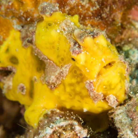 frogfishes